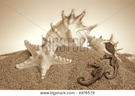 Conchiglie