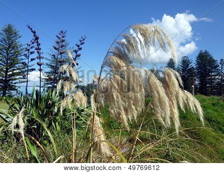 Reed With Trees In The Background