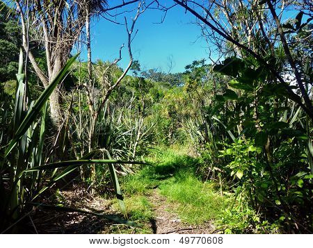 Hiking Track Through Native Bushland