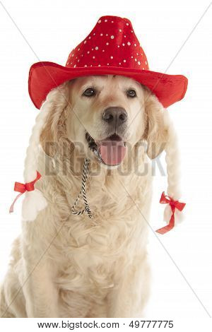Golden Retriever In Red Hat