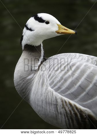 Indian goose with a water background