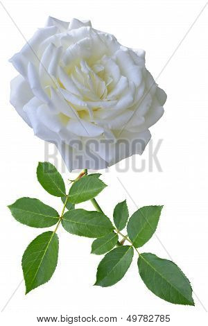 White Rose With Leaves On White