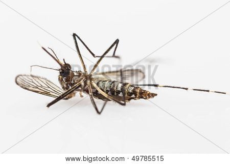 Carcass Of Yellow Fever Mosquito