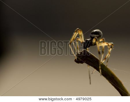 The Watchman Spider