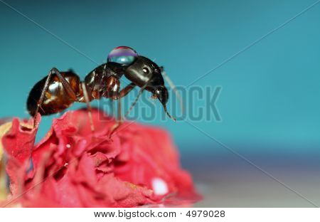 Drop Ant