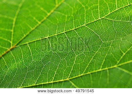 Frische Dreen Blatt Textur Makro Nahaufnahme