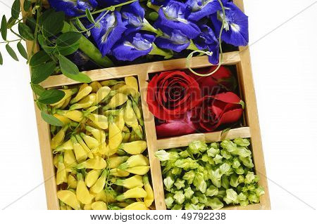 Asian Pigeonwings Flower