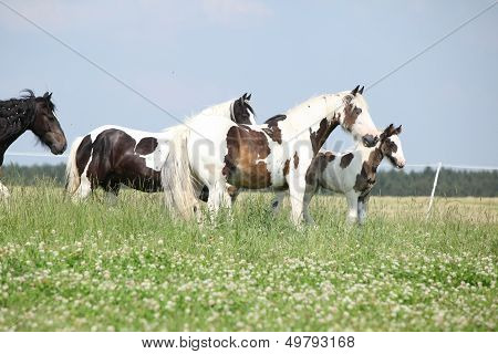 Batch Of Mares With Foals On Pasturage