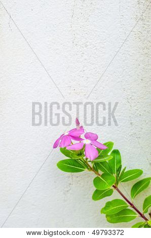 Rose Periwinkle.
