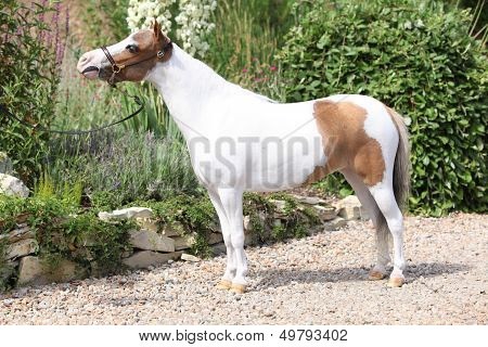 Mottle Miniature Horse In The Garden