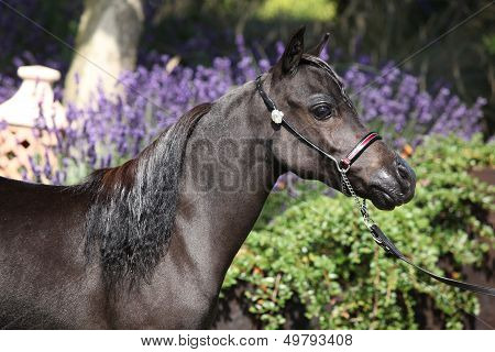 Black Miniature Horse In Front Of Purple Flowers