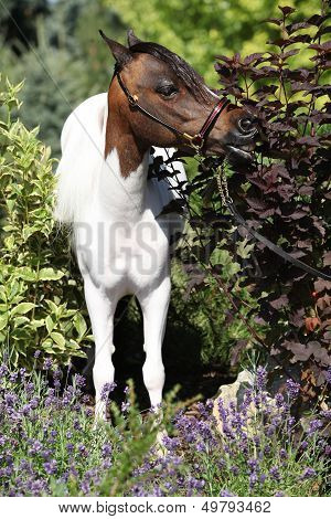 Mottle Miniature Horse In The Garden