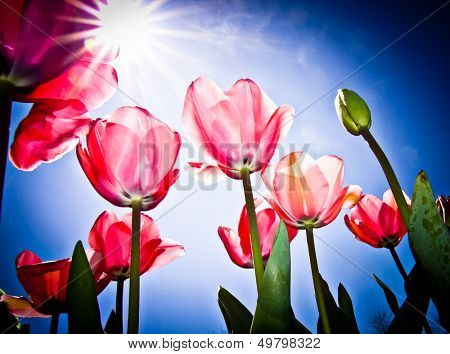 Pink Tulips at Canberra's Floriade festival