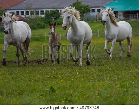 Camargue horses with foal