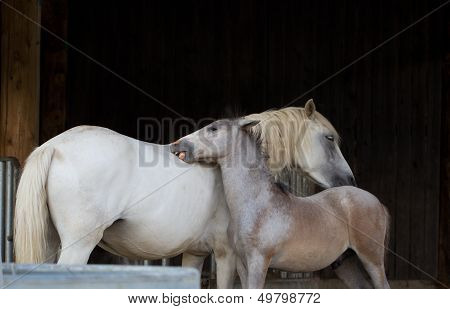 Affection