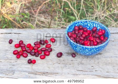 Blue Plate With Cornelian Cherries