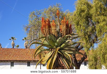 Giant Tree Aloe Barberae White Adobe Mission Santa Barbara California