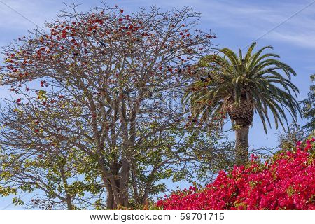 Red Coral Tree Palms Tree Bougainvillea Santa Barbara California