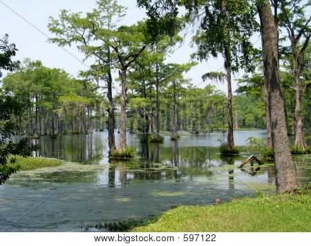 Swamp Cypress Trees