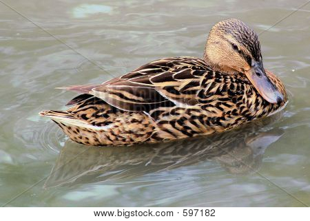 Ente