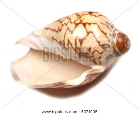 concha do mar
