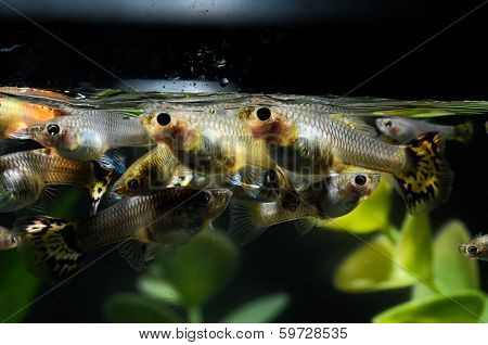 Guppy Multi Colored Fish