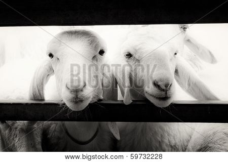 Sheep