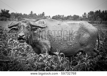 Thai Buffalo