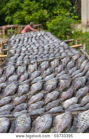 Dry Fish