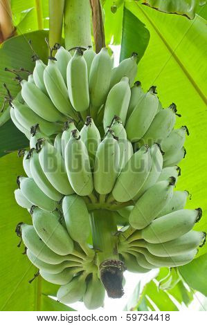 Cultivated Banana