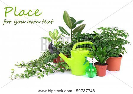 Beautiful flowers in pots isolated on white