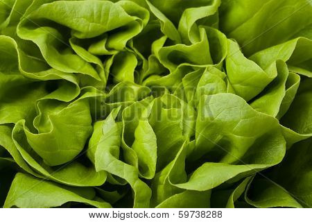 Fresh Lettuce