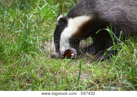 Badger