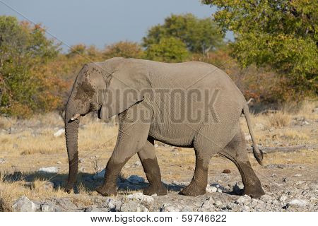 walking elephant