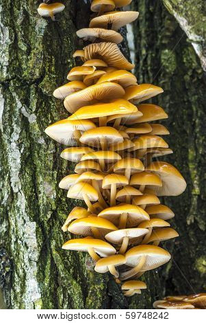 Mushroom