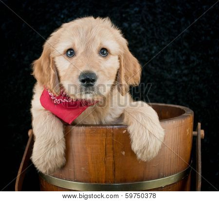 Golden- Doodle Puppy
