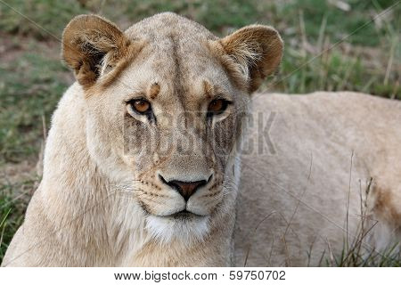 Lioness Portrait
