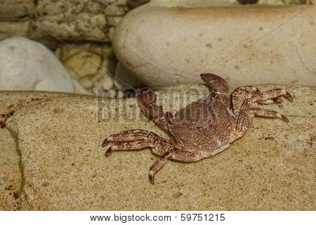 crabs on the rocks or sand Cantabria .Spain,Europa,