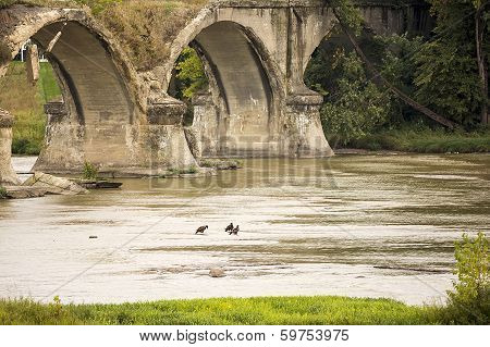 American Bald Eagles