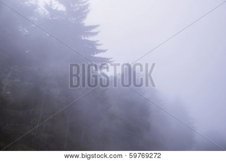 Trees in thick fog