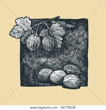 Gooseberry