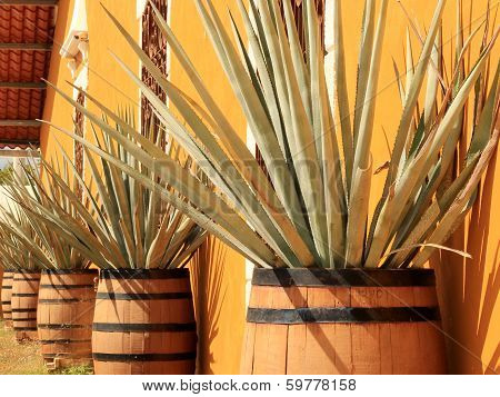 Agave Americana ( Tequila Ingredient )