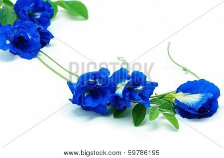 Blue Pea