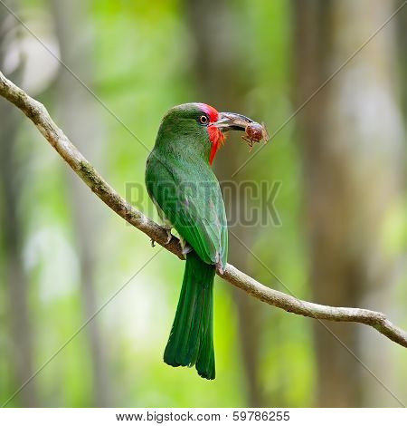 Female Red-bearded Bee-eater