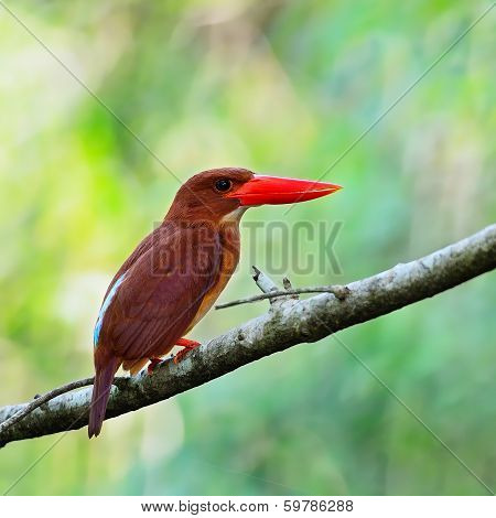 Female Silver-breasted Broadbill