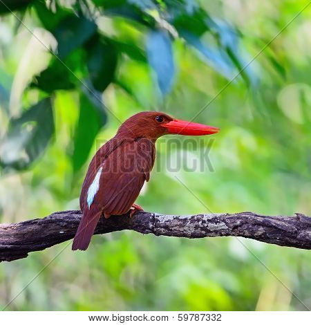 Male Red-bearded Bee-eater