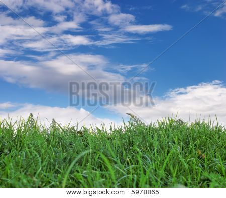 Modrá obloha nad zelené trávy