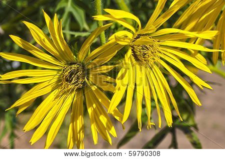 Cup Plant (Silphium Perfoliatum) Flower