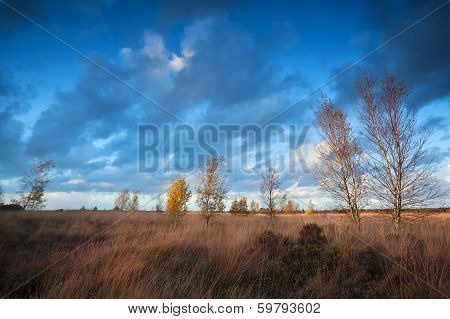 Sunset Sunlight Over Autumn Marsh