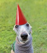 a cute dog in a local park with a birthday hat on